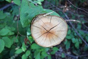 Baumscheibe mit Jahresringen als Symbol für das Leben vor jungen und abgestorbenen Blättern